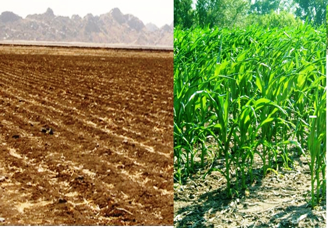 Agriculture in Eritrea 2010.jpg